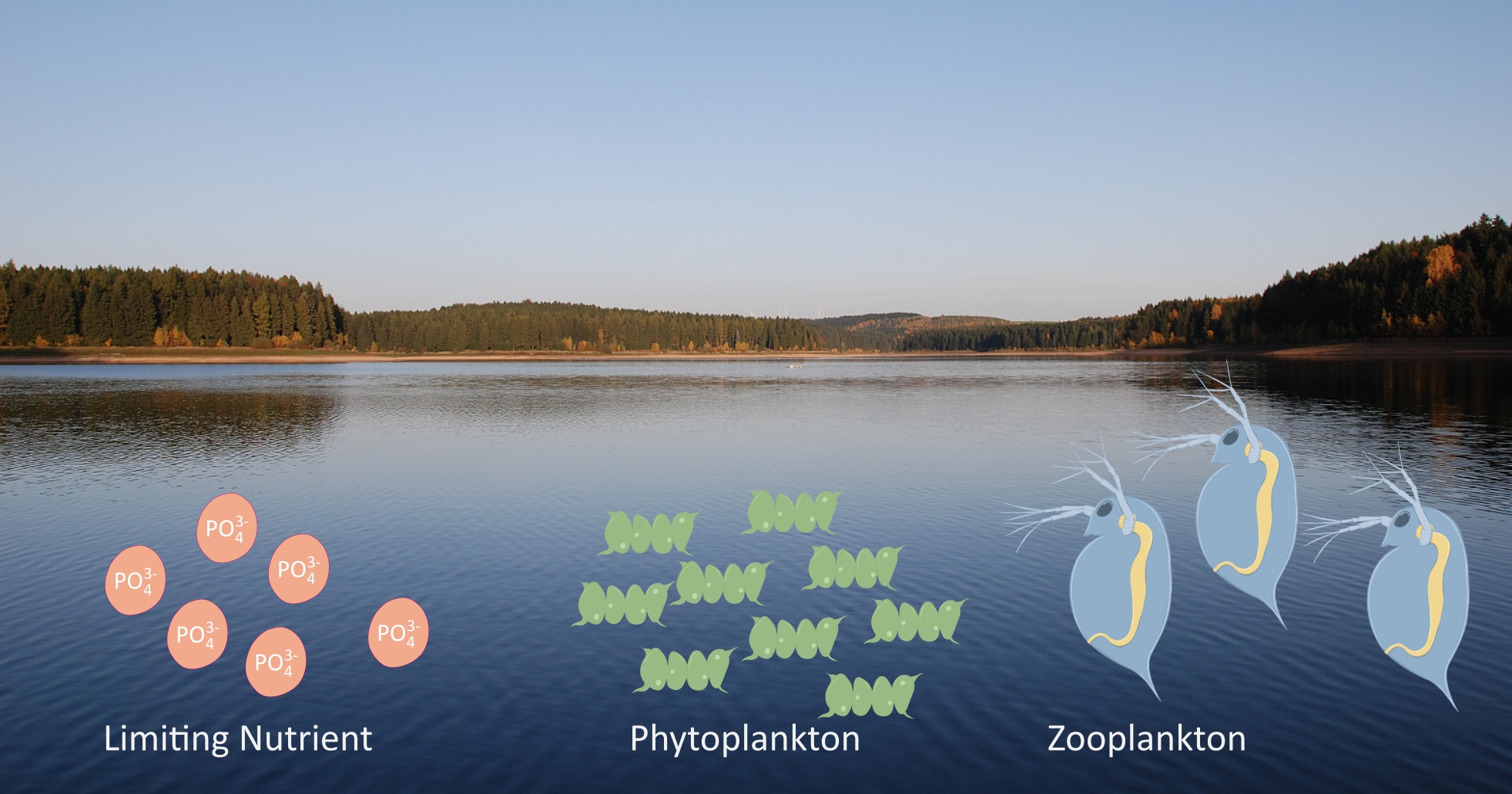 Part of a food chain in a lake. The image shows a lake in the background and, in the foreground, graphic symbols representing phosphate (PO4 3-) as a limiting nutrient, phytoplankton, and daphnia