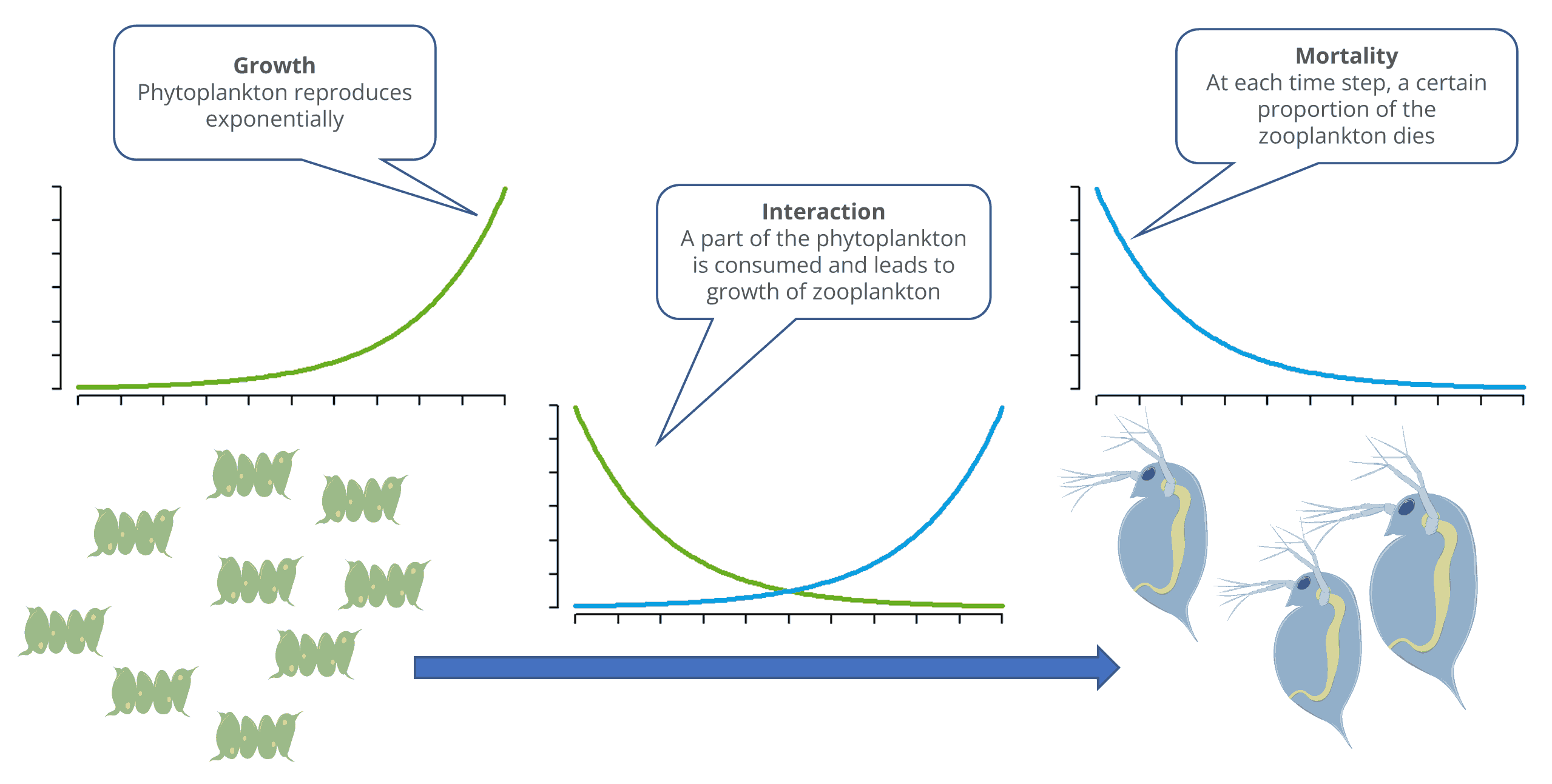 The image shows how algae are eaten by daphnia. Without daphnia, the algae would grow exponentially. A portion of the daphnia die each time unit or are eaten by fish. The interaction between algae and daphnia reduces the algae population and allows the daphnia to reproduce.“ fig-height=”18%“ fig-align=”center