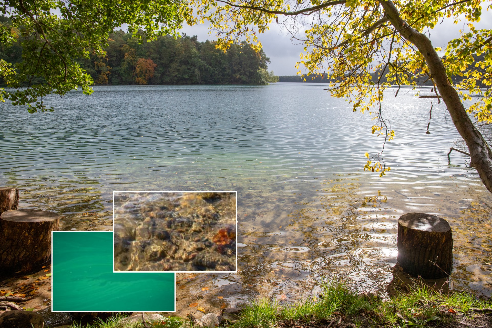 Illustration of a near-natural lake, along with images of clear water and heavy algae growth